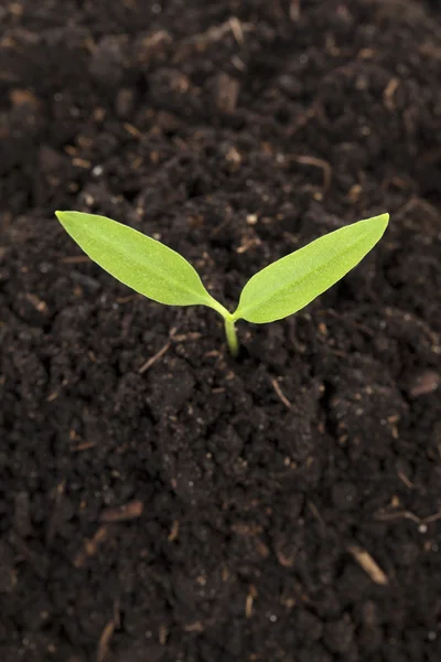 A soil with green plant — Stock Photo, Image