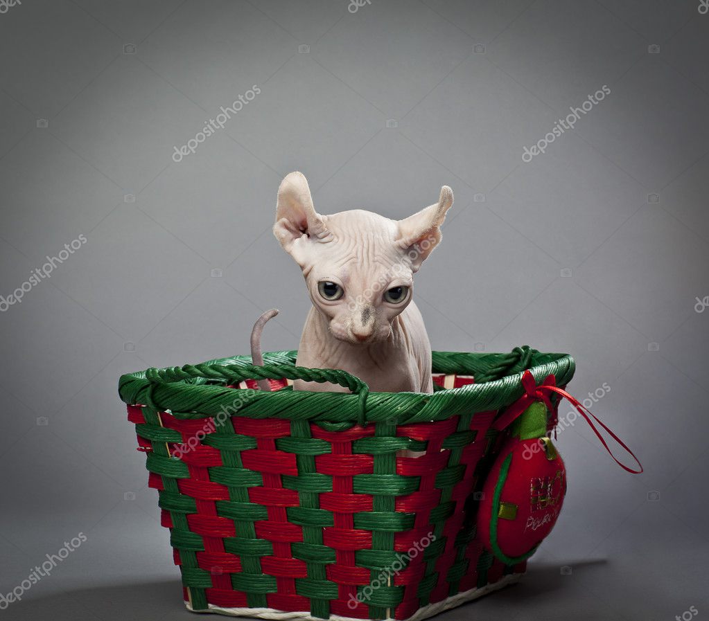Elf Kot W Koszyku Zdjęcie Stockowe Kozzi2 19286881