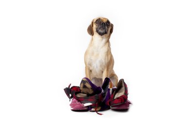 yaramaz puggle