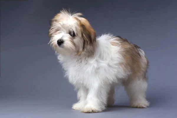 Standing havanese puppy — Stock Photo, Image