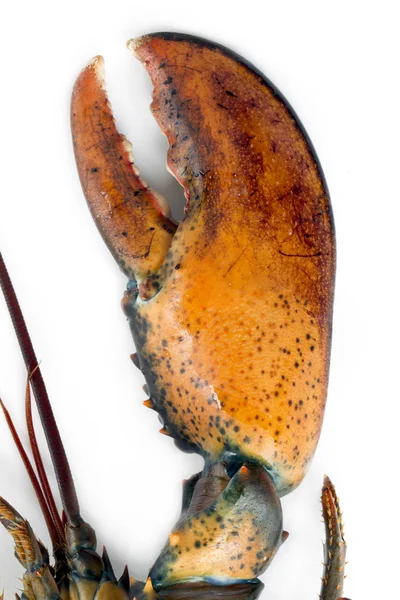 Garra de lagosta fresca — Fotografia de Stock