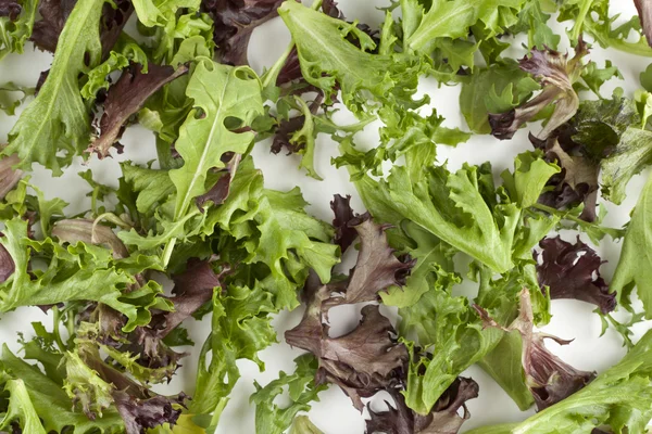 Garden salad — Stock Photo, Image