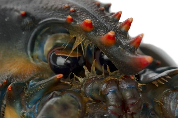 Lobsters eye — Stock Photo, Image