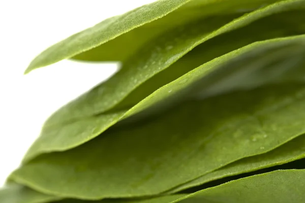 Pila de hojas de espinaca — Foto de Stock