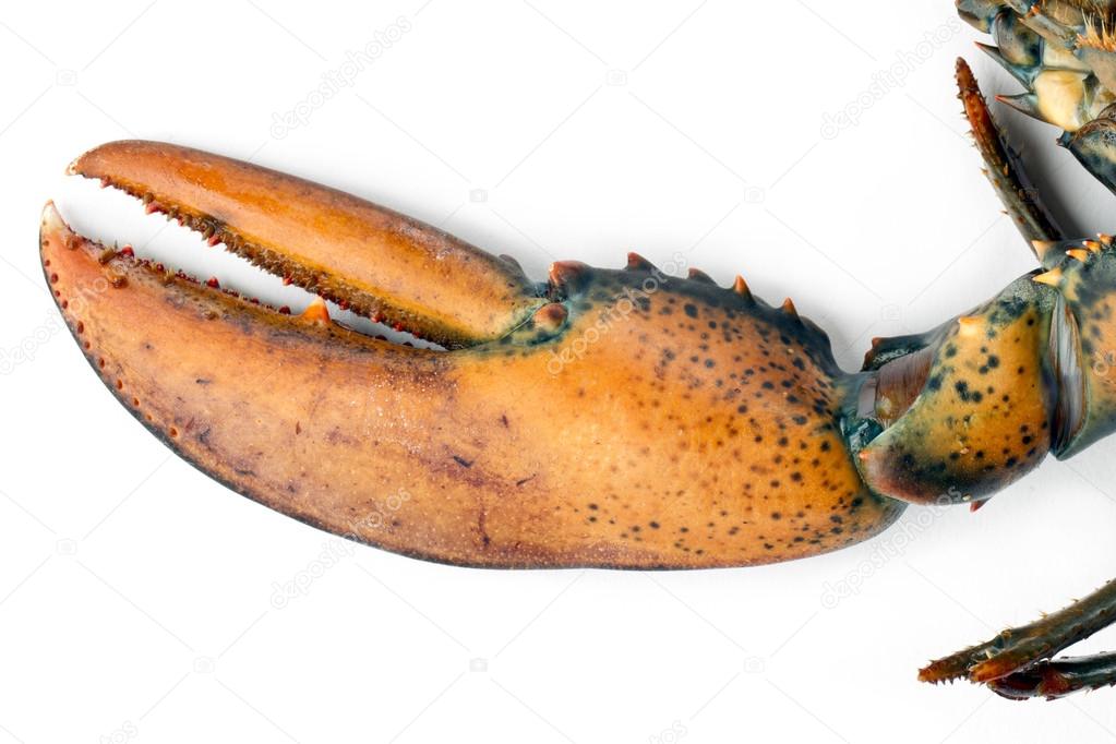 Raw lobster claw Stock Photo by ©kozzi2 19299551