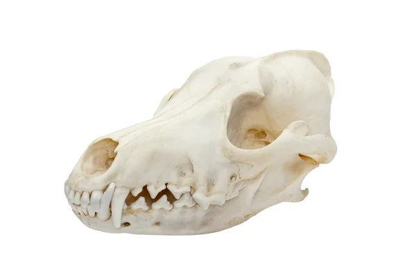 Bliska strzał czaszki zwierząt — Zdjęcie stockowe