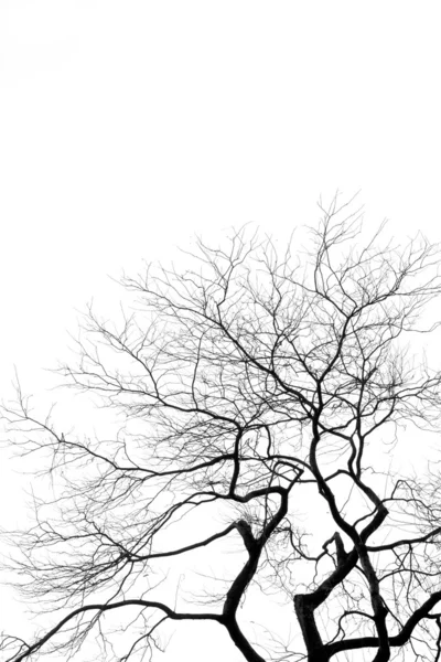 Visão de ângulo baixo de uma árvore nua — Fotografia de Stock