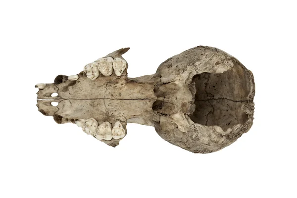 Illustration of an animal skull — Stock Photo, Image