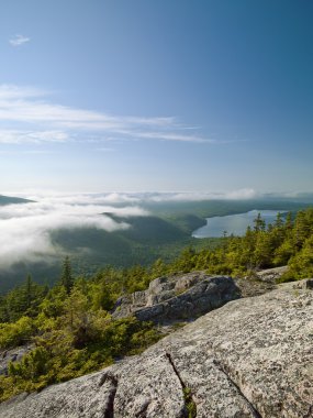 dağ ve çam ağaçlarının doğal shot