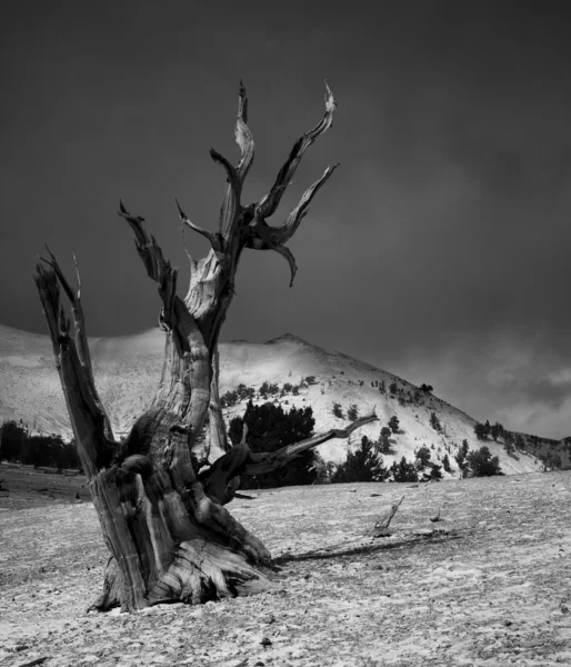Drzewo martwe pole — Zdjęcie stockowe