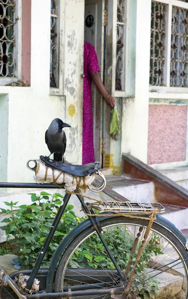 Bisiklet üzerinde kuş — Stok fotoğraf