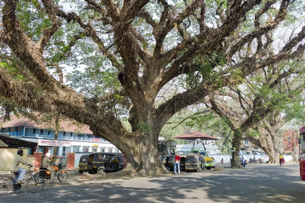 Kochi Hindistan Illustrated'in ağaç — Stok fotoğraf