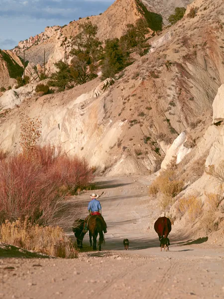 Cowboy with horse — Stock Photo, Image