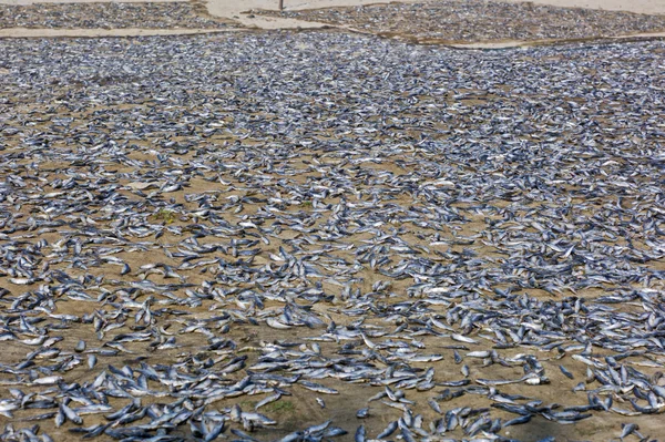 Dead Fish on Shore — Stock Photo, Image