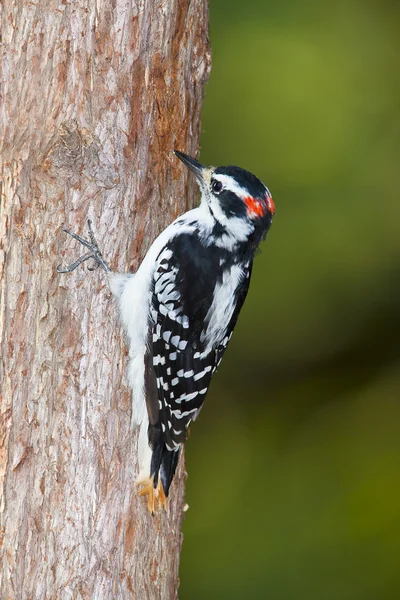 Downy woodpecker grabbing onto tree — Stock Photo, Image
