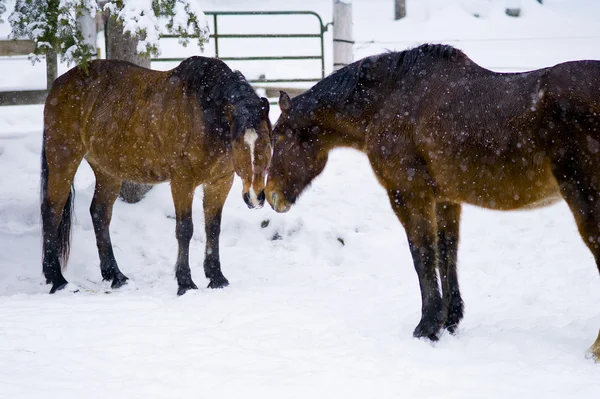 Horses in the snow — Stock Photo, Image
