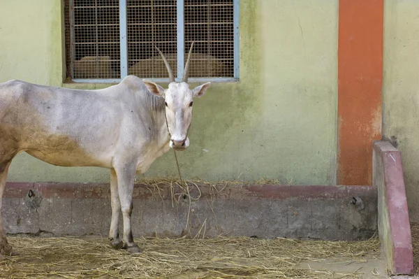 Vaca brahma chifre longo — Fotografia de Stock