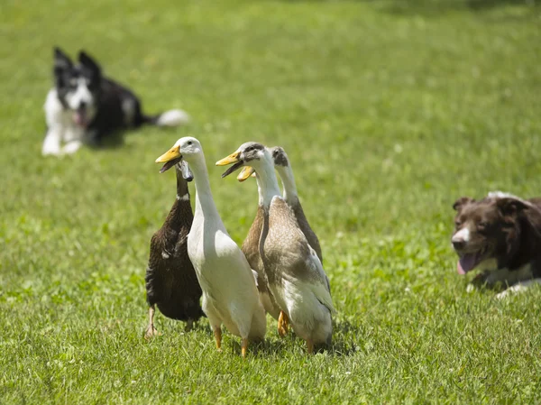 Mallard duck playing on the field — Stock Photo, Image