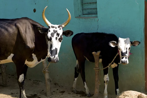 Madre mucca e vitello — Foto Stock