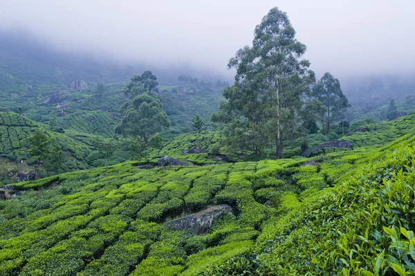 Plantas de té de montaña — Foto de Stock