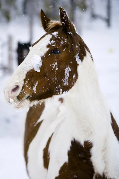 Snöiga häst — Stockfoto