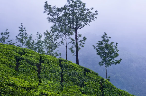 Ψηλά δέντρα στην Ινδία — Φωτογραφία Αρχείου
