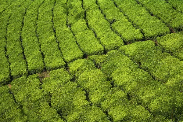 Caminos de campo de té — Foto de Stock