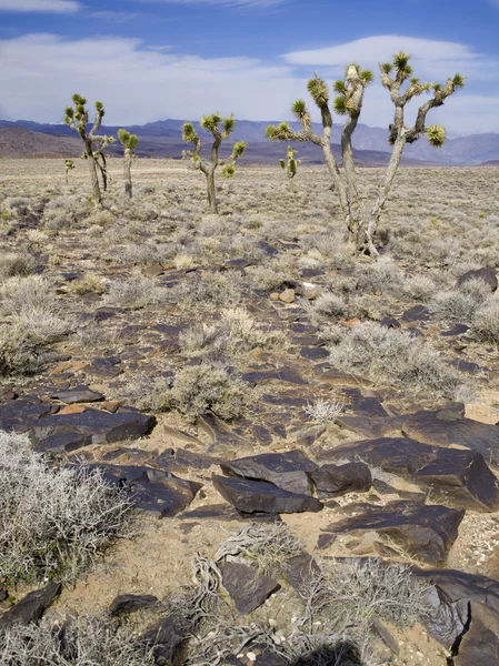 Tre cactus — Foto Stock