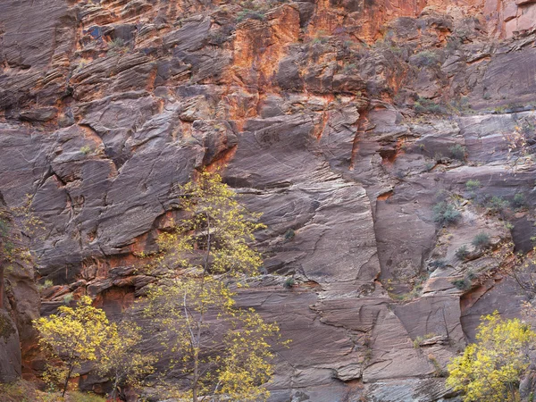 Tree against rock face — Stock Photo, Image