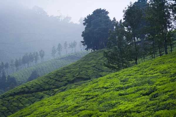 Деревья и чайные плантации — стоковое фото