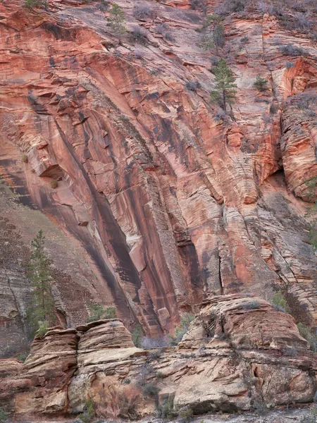 Bäume auf Felsen — Stockfoto