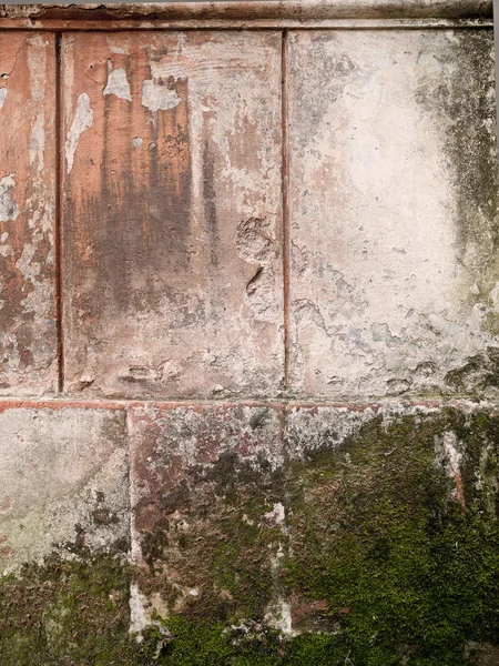 Musgo parede coberta de toscana itália — Fotografia de Stock