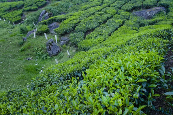 Puestos blancos en el campo de té — Foto de Stock