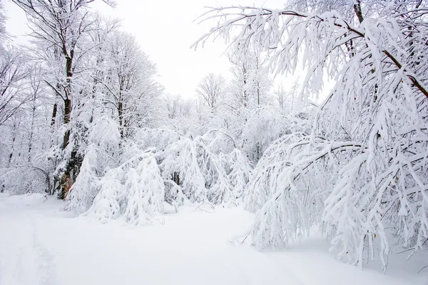 Winter Wonderland — Zdjęcie stockowe