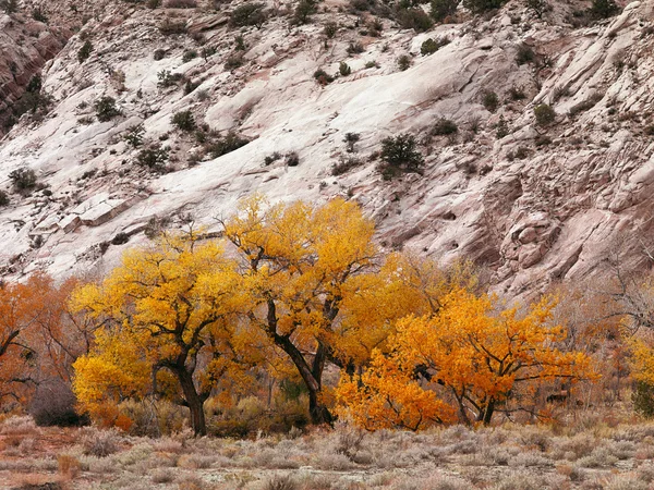 Yellow autumn trees from cottonwood canyon utah — Stock Photo, Image