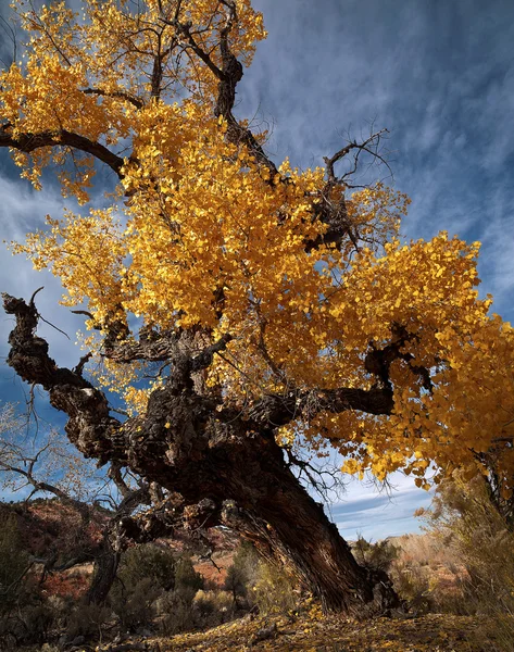 Hojas amarillas sobre un árbol retorcido —  Fotos de Stock