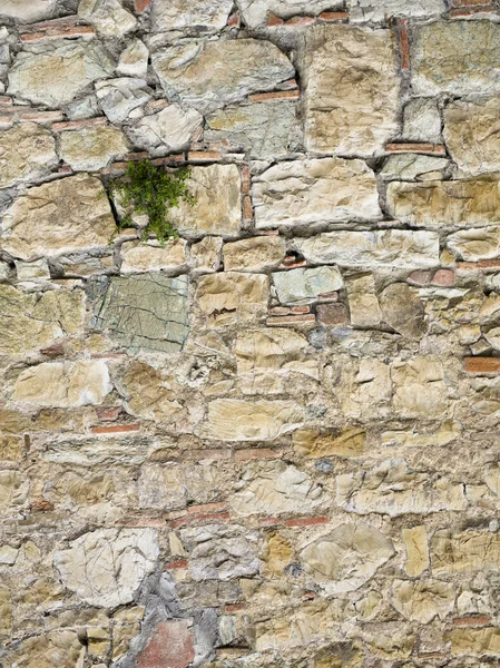 Växtodling på stenmur — Stockfoto