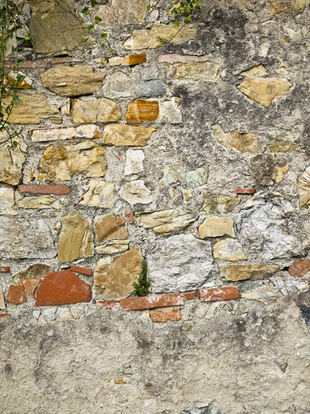 Small plants coming out of wall — Stock Photo, Image