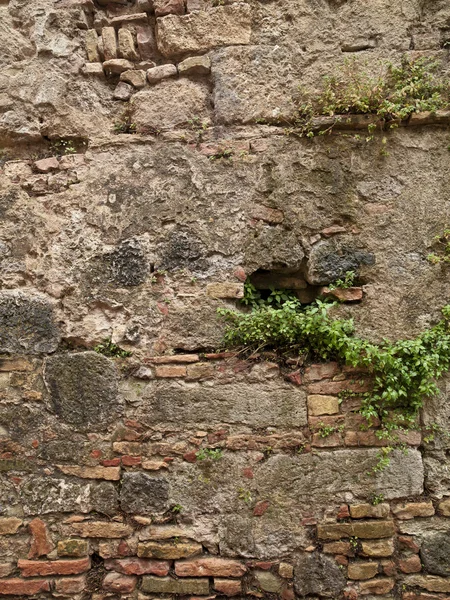 Wandpflanze wächst — Stockfoto