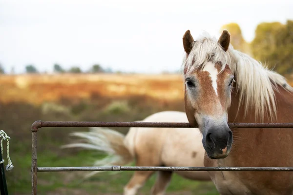Immagine ravvicinata di un cavallo — Foto Stock