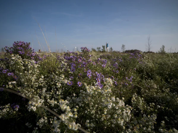 Blomma säng — Stockfoto