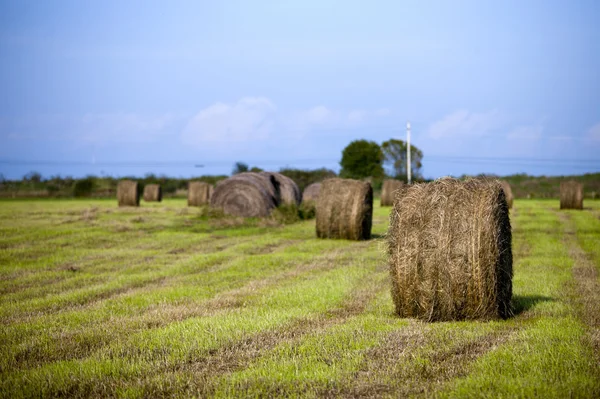 Rolled hay bales in field with sky in the background — Stock Photo, Image