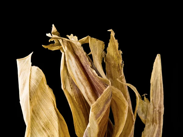 Top of dried corn husk — Stock Photo, Image