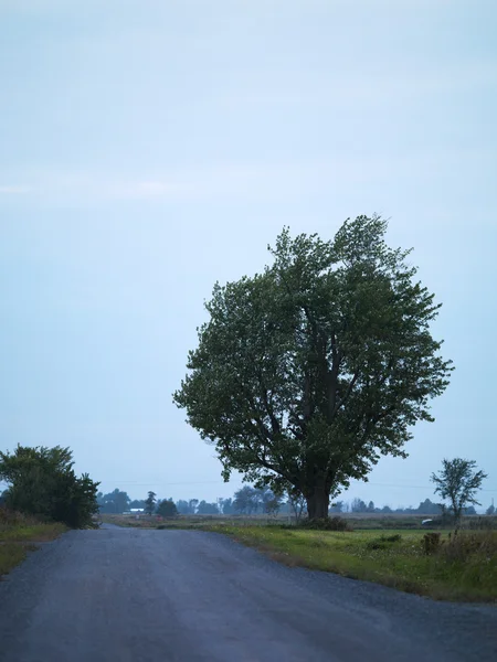 Vista de uma estrada com uma árvore no lado — Fotografia de Stock