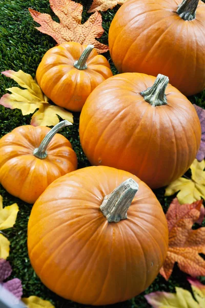 View of halloween pumpkins arranged with autumn leaves — Stock Photo, Image
