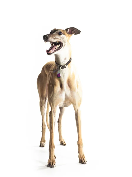 Dragande greyhound — Stockfoto