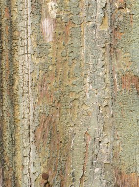 soyulmuş ahşap yüzey