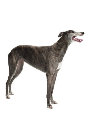 yana doğru ayakta greyhound