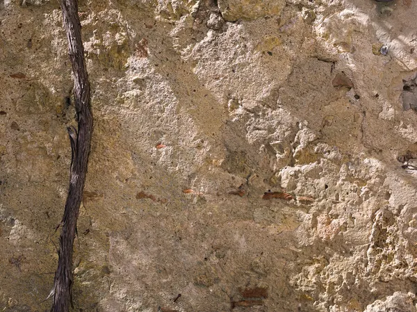 Viejo muro de piedra toscana con viñas viejas —  Fotos de Stock