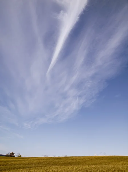 Soybean farm — Stock Photo, Image